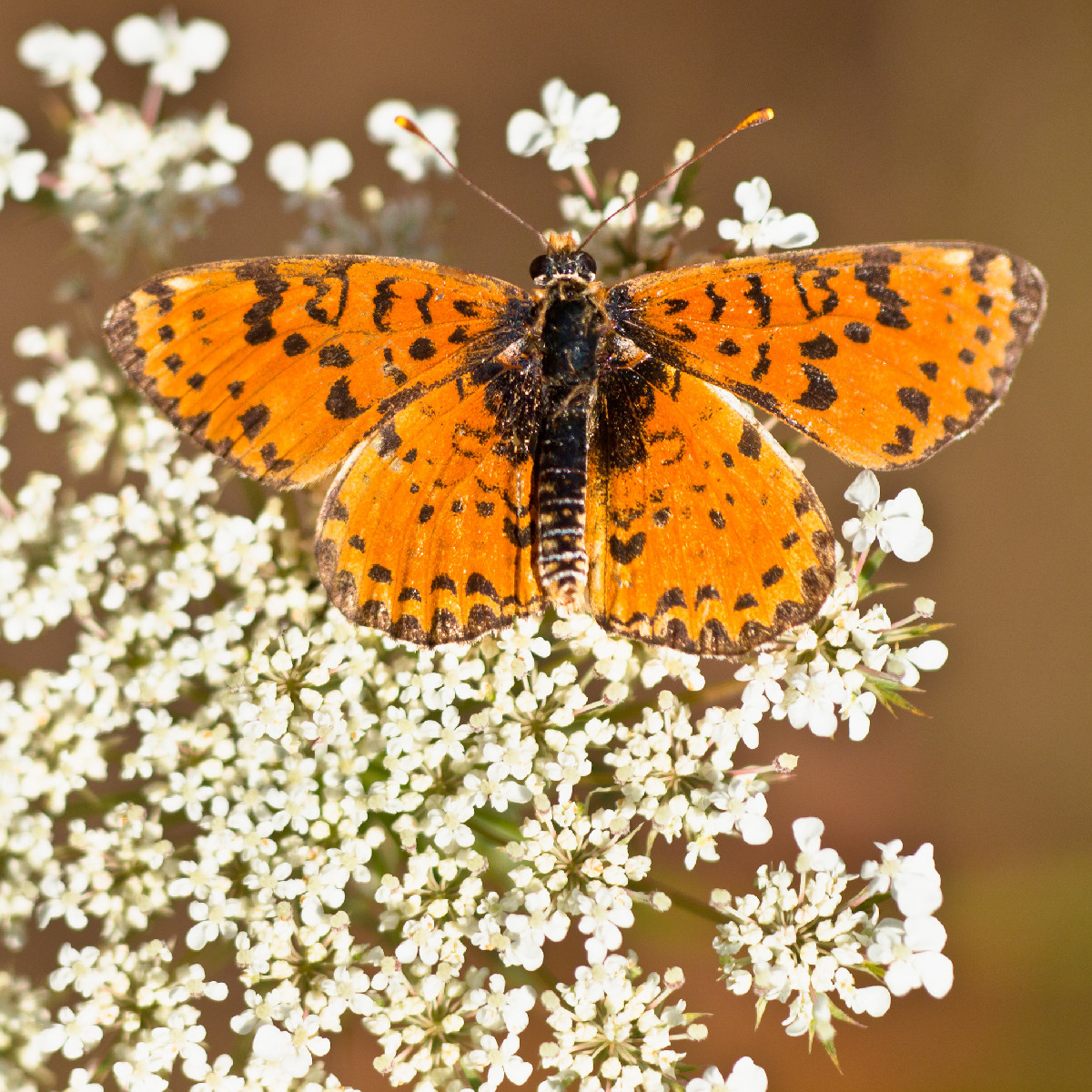 Giant Fritillary butterfly